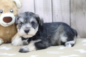 Miniature Schnauzer puppy