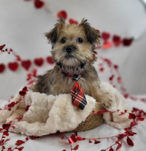 Shorkie puppy