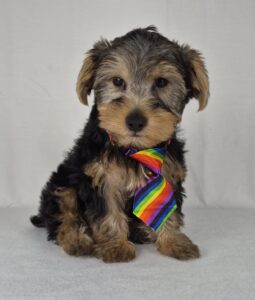 Yorkshire Terrier puppy