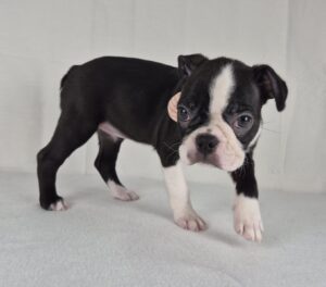 Boston Terrier puppy