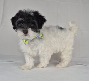 Havapoo puppy