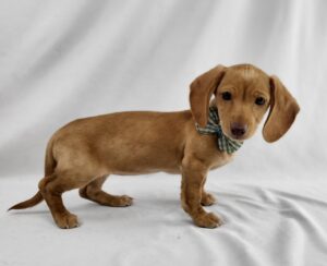 Miniature Dachshund puppy