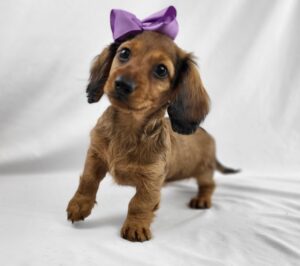 Miniature Dachshund puppy