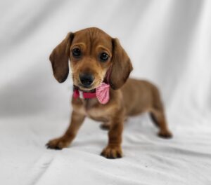 Miniature Dachshund puppy