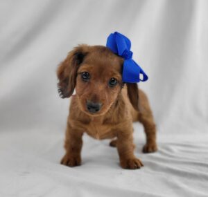 Miniature Dachshund puppy