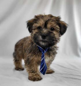 Shorkie puppy