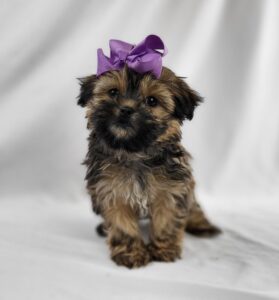 Shorkie puppy