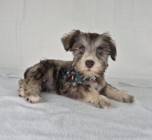 Miniature Schnauzer puppy