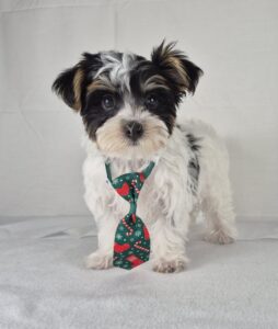 Morkie puppy