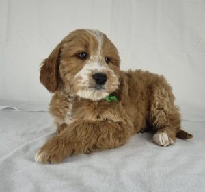 Medium Goldendoodle puppy