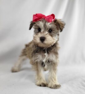 Miniature Schnauzer puppy