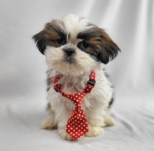 Shih Tzu puppy