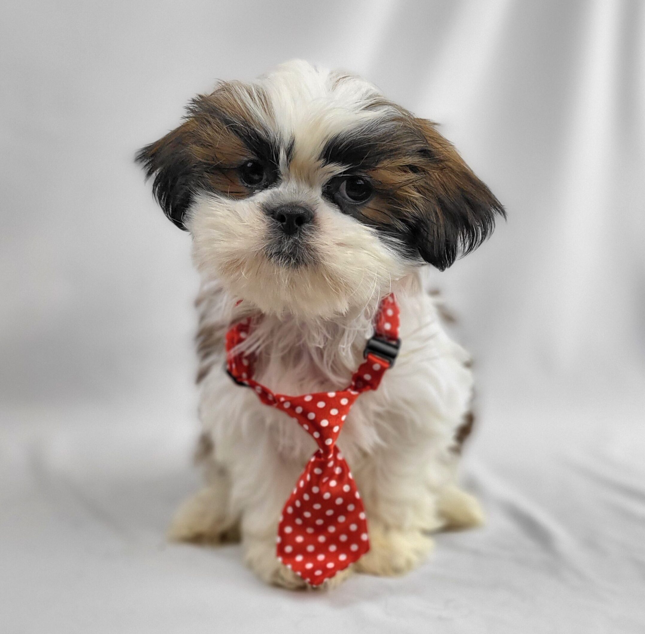Shih Tzu Archives - Happiness Is Pets