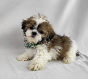 Shih Tzu puppy