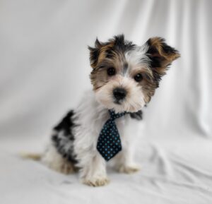 Morkie puppy