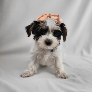 Morkie puppy