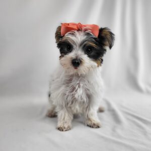 Morkie puppy