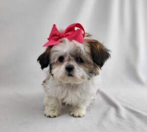 Shih Tzu puppy