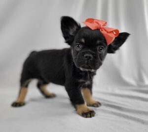 French Bulldog puppy