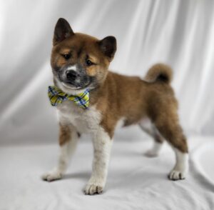 Shiba Inu puppy