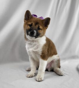 Shiba Inu puppy