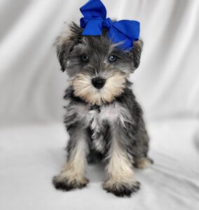 Miniature Schnauzer puppy