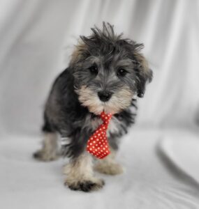 Miniature Schnauzer puppy