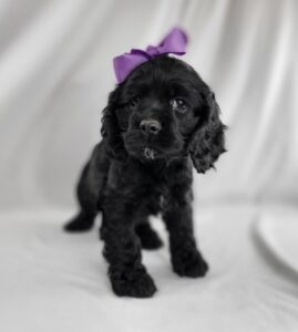 Cocker Spaniel puppy