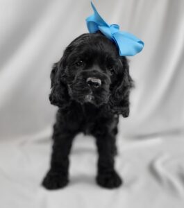 Cocker Spaniel puppy