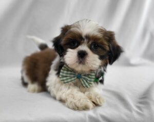 Shih Tzu puppy