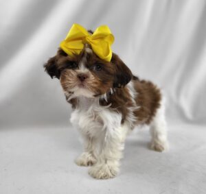 Shih Tzu puppy