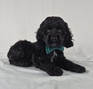 Cocker Spaniel puppy