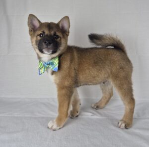 Shiba Inu puppy