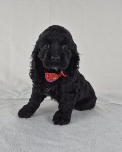 Cocker Spaniel puppy