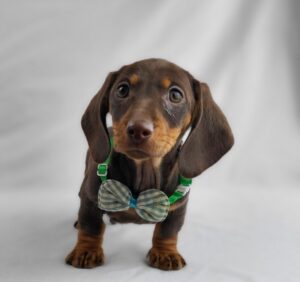 Miniature Dachshund puppy
