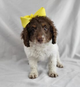 Miniature Bernadoodle puppy