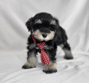 Miniature Schnauzer puppy