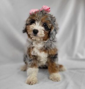 Miniature Bernadoodle puppy