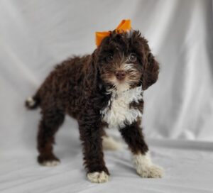 Miniature Bernadoodle puppy