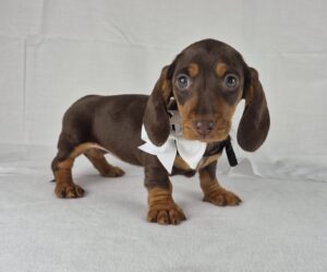 Miniature Dachshund puppy