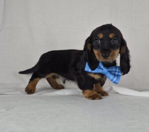 Miniature Dachshund puppy