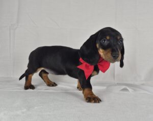 Miniature Dachshund puppy