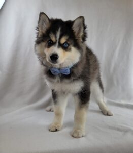 Pomsky puppy