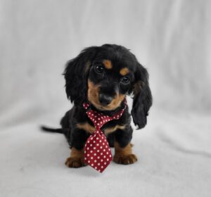 Miniature Dachshund puppy