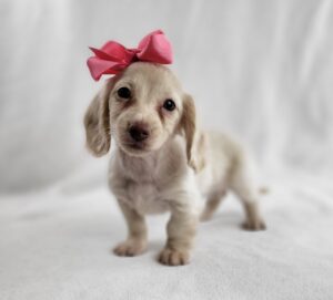 Miniature Dachshund puppy