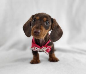 Miniature Dachshund puppy