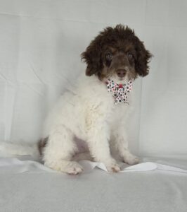 Miniature Bernadoodle puppy