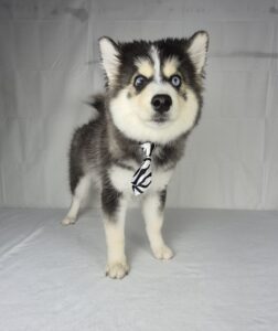 Pomsky puppy