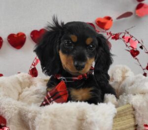 Miniature Dachshund puppy