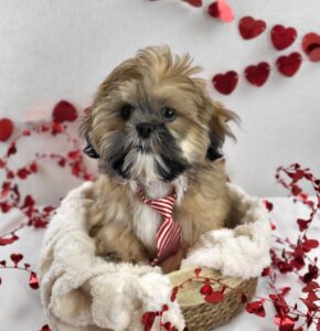 Lhasa Apso puppy
